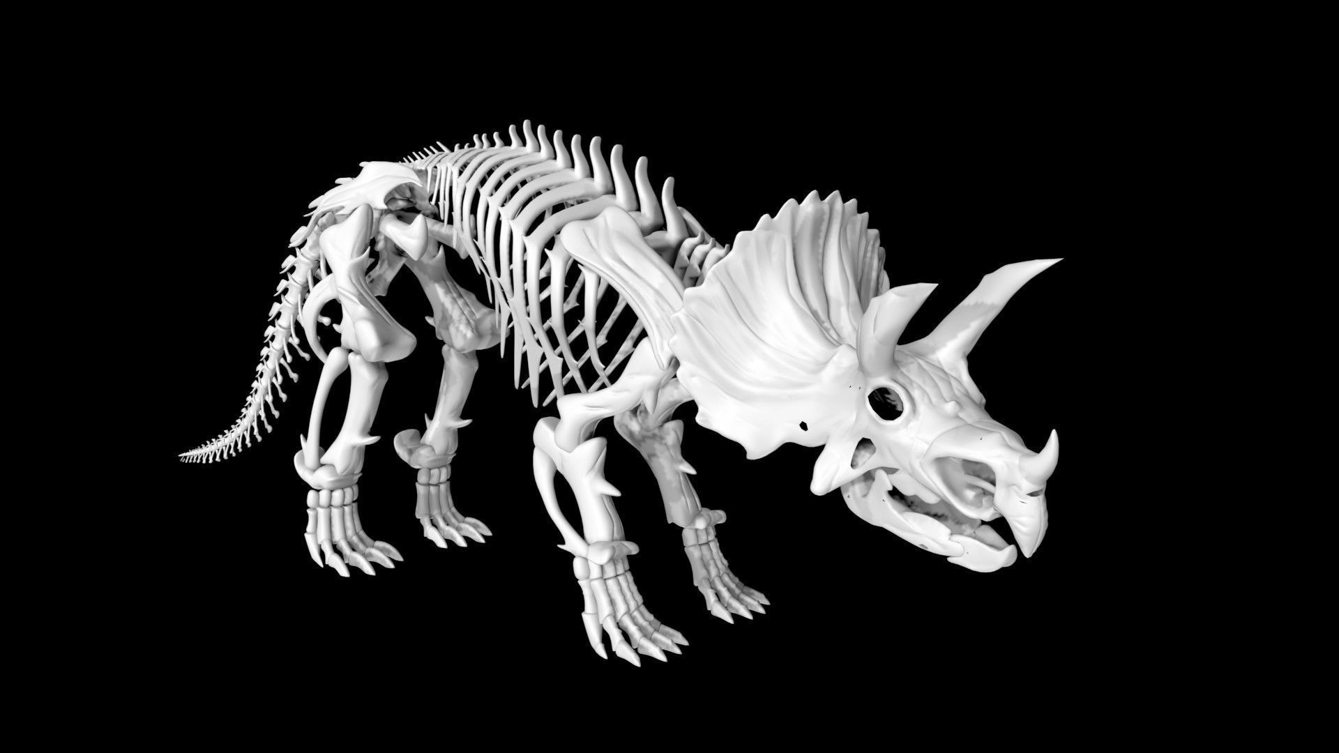 Triceratops skeleton Low-poly 3D model_1