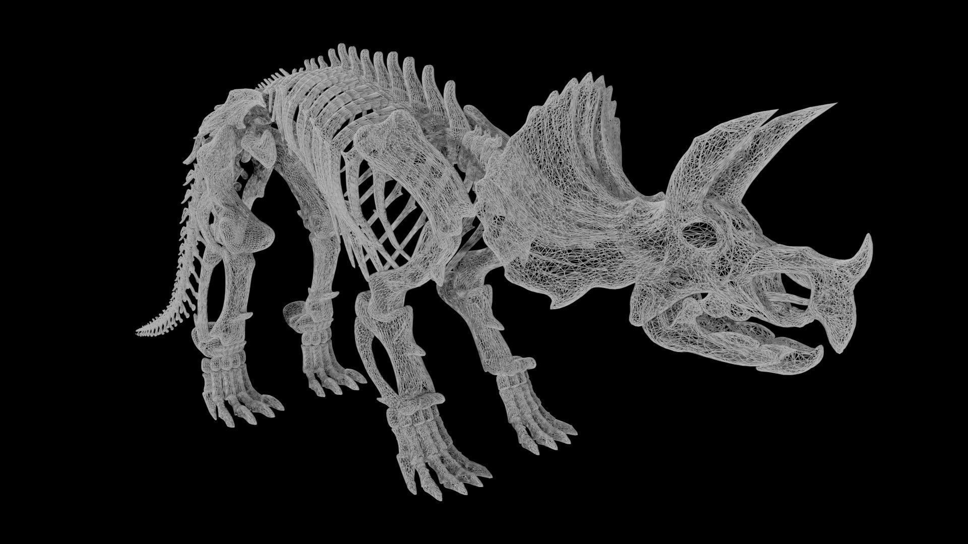 Triceratops skeleton Low-poly 3D model_7
