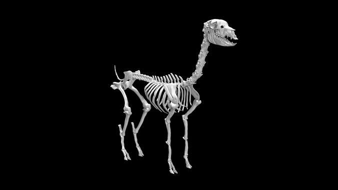 Alpaca skeleton Low-poly 3D model