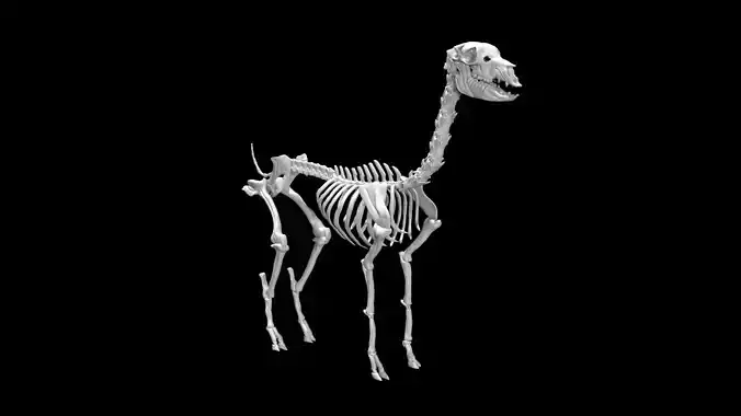 Alpaca skeleton Low-poly 3D model