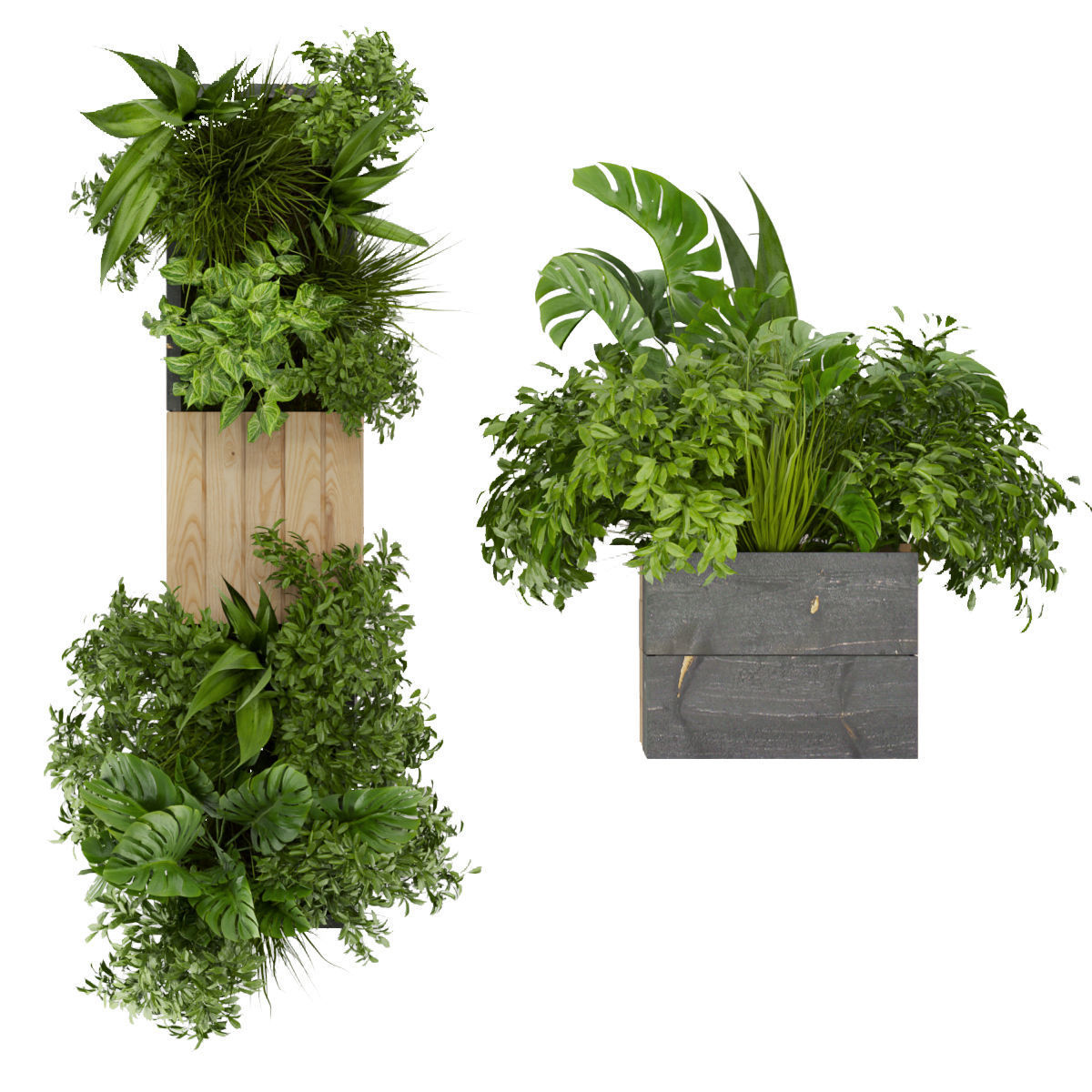 Collection plant vol 332 - indoor - leaf - monstera - banana 3D model_4