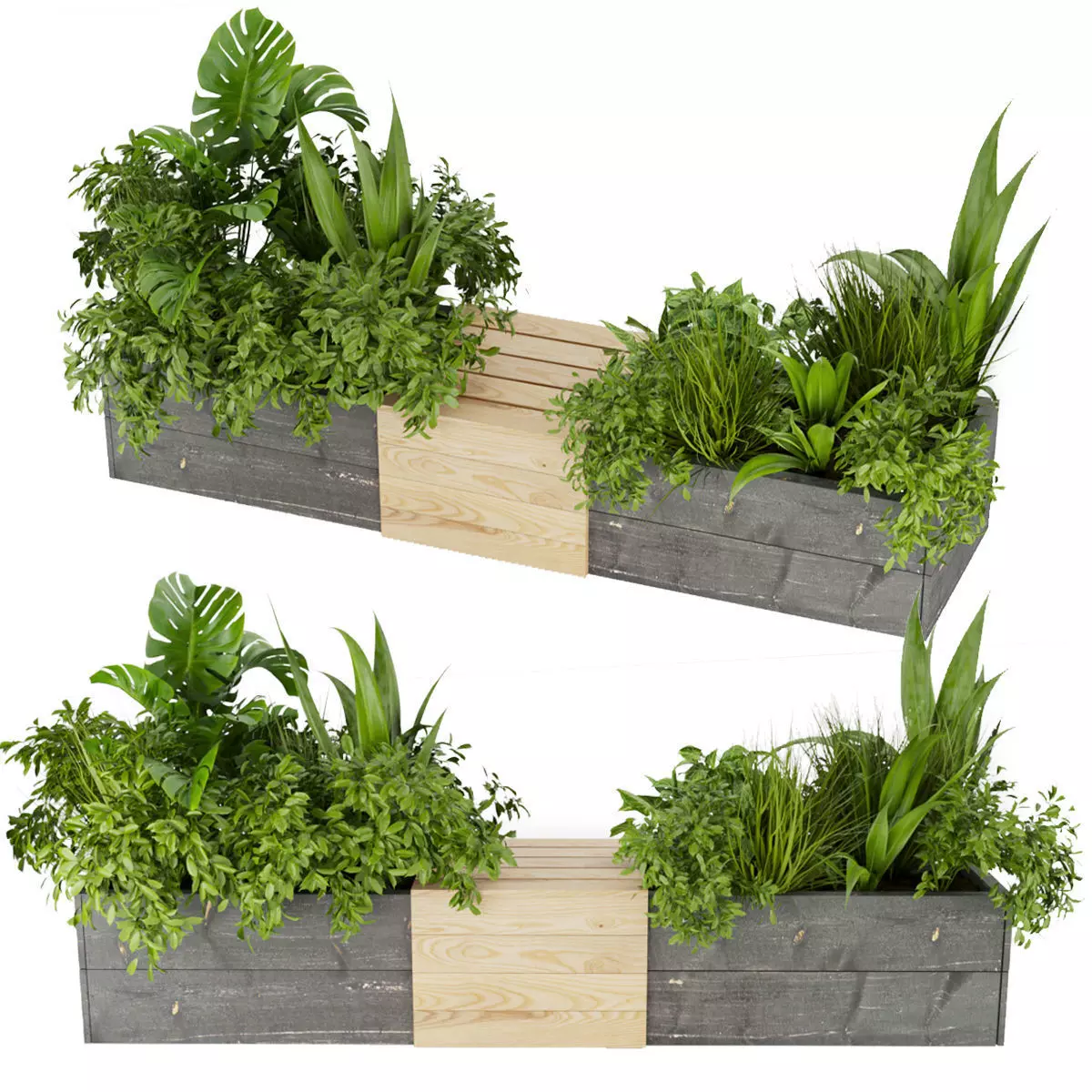 Collection plant vol 332 - indoor - leaf - monstera - banana 3D model_0