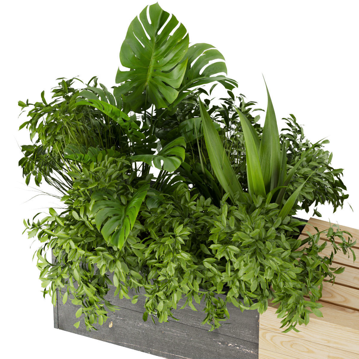 Collection plant vol 332 - indoor - leaf - monstera - banana 3D model_2