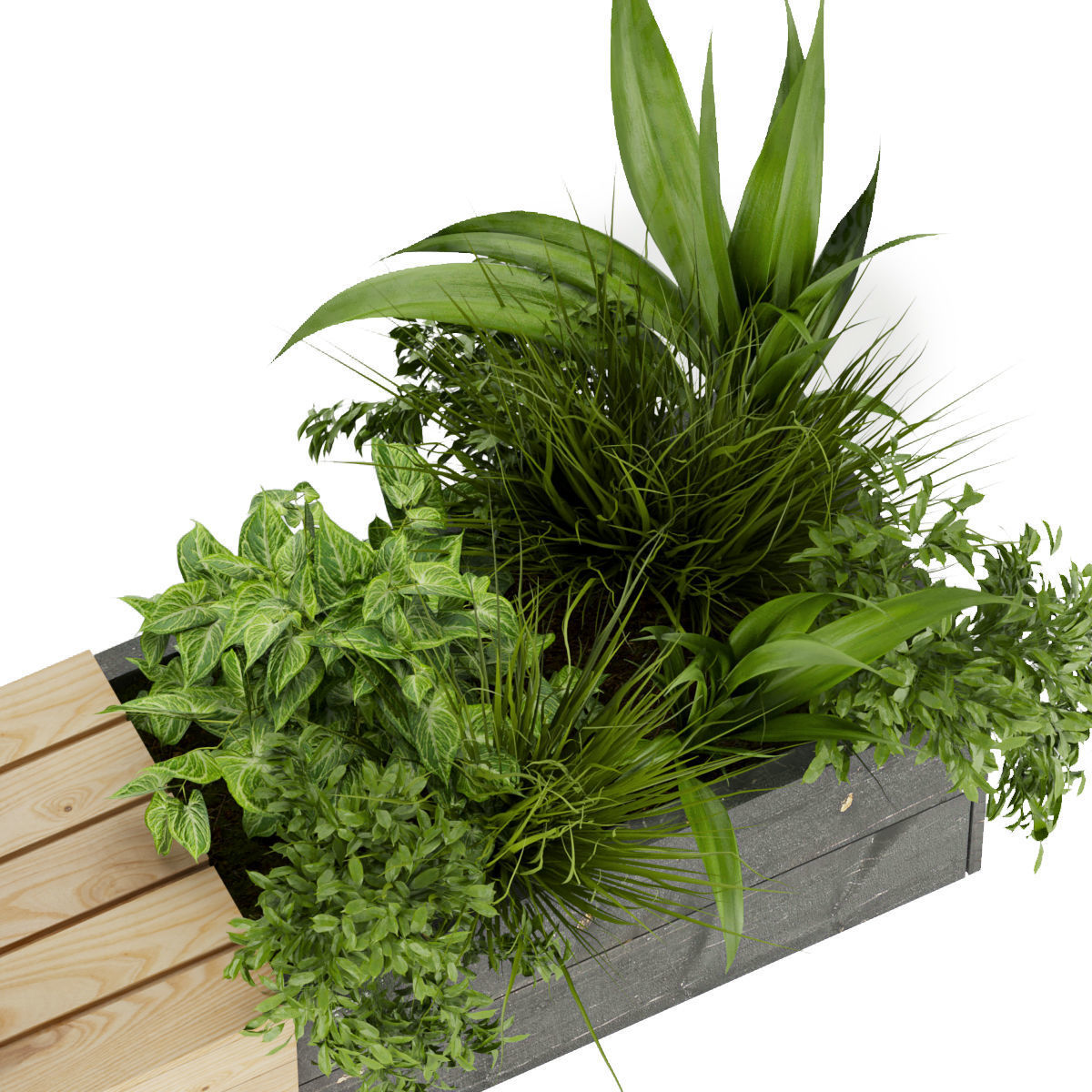 Collection plant vol 332 - indoor - leaf - monstera - banana 3D model_3