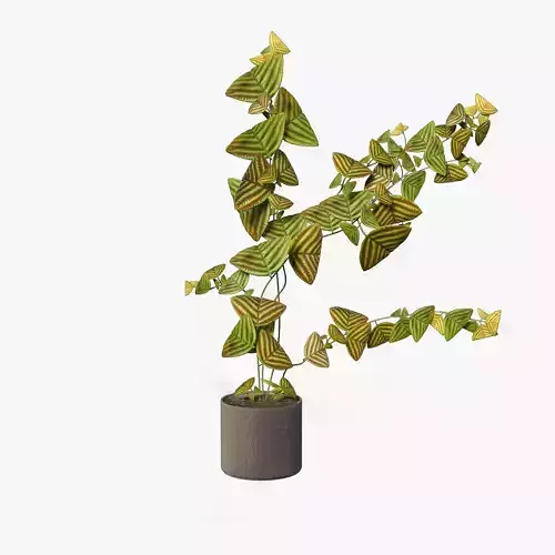 Christia Obcordata-Swallow Tail