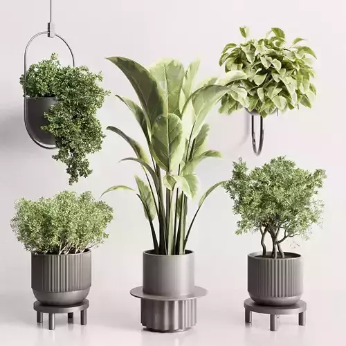 pot plant and hanging pot and wall plant collection 213