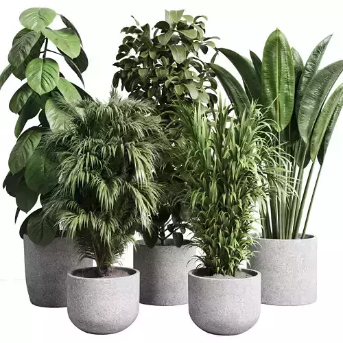 Collection indoor pot plant ficus rubbery palm concrete vase