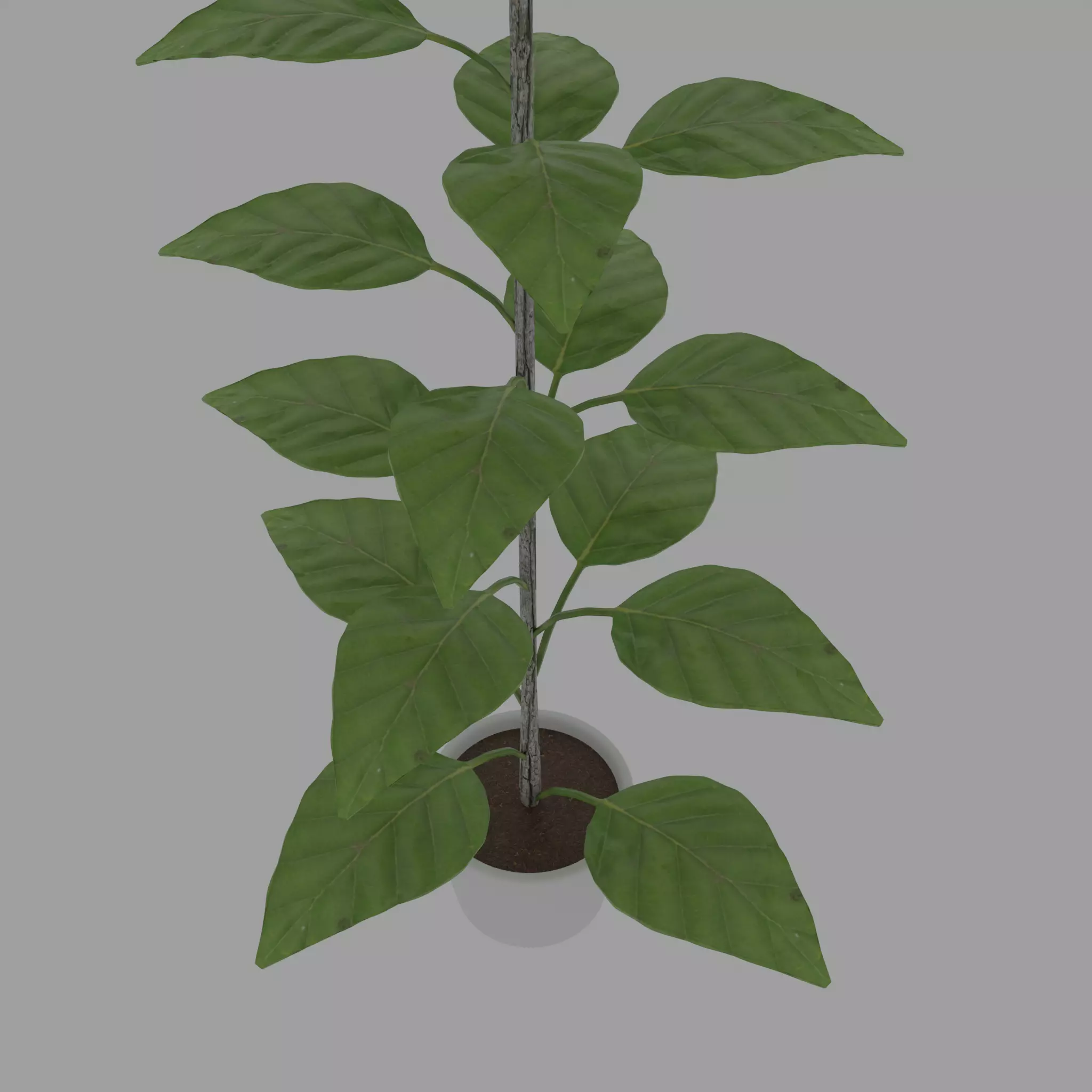 Small decorative pot tree 3D model