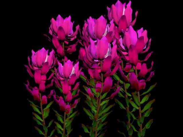 Flower- Leucadendron Low-poly 3D model