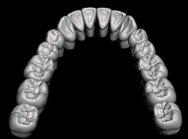 Anatomical Dental Teeth Human Tooth Model Low-poly 3D model