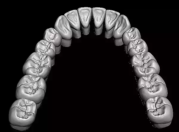 Anatomical Dental Teeth Human Tooth Model Low-poly 3D model