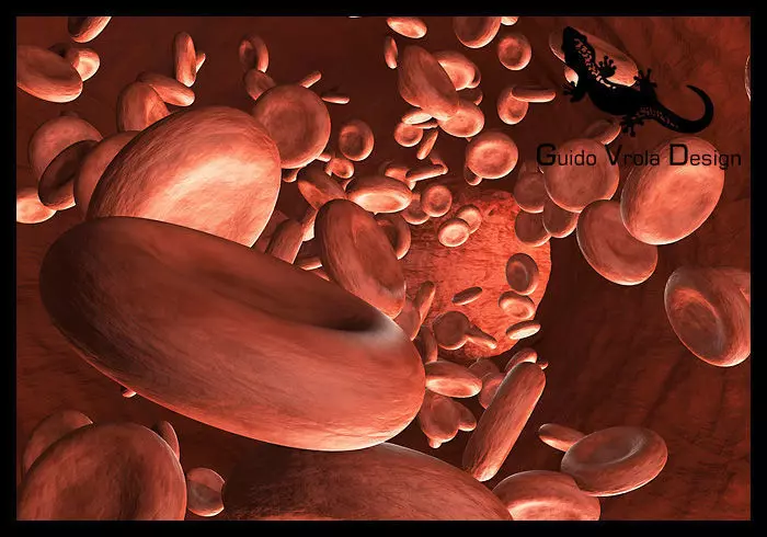 Blood circulation 3D model_0