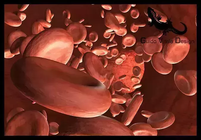 Blood circulation 3D model
