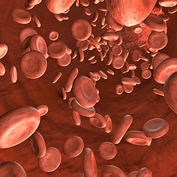 Blood circulation 3D model_1