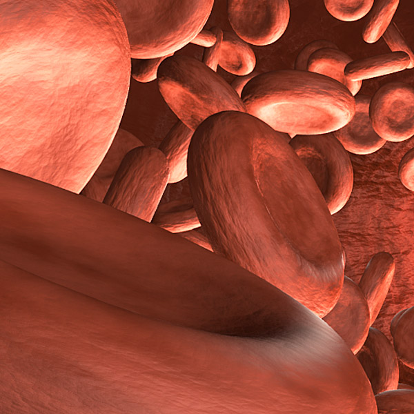 Blood circulation 3D model_2