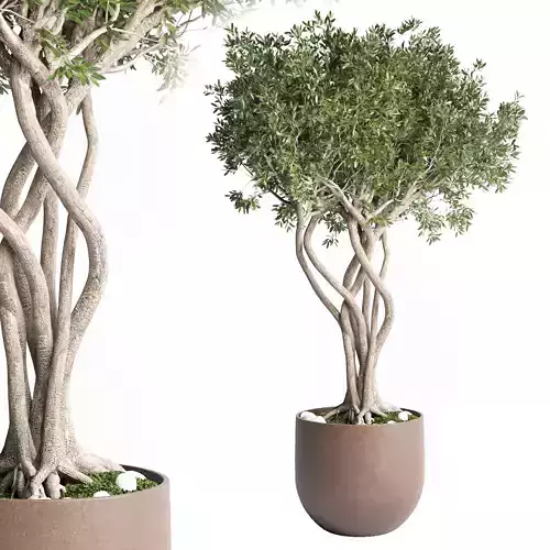 Outdoor plant 84 pot tree bonsai concrete dirt vase 