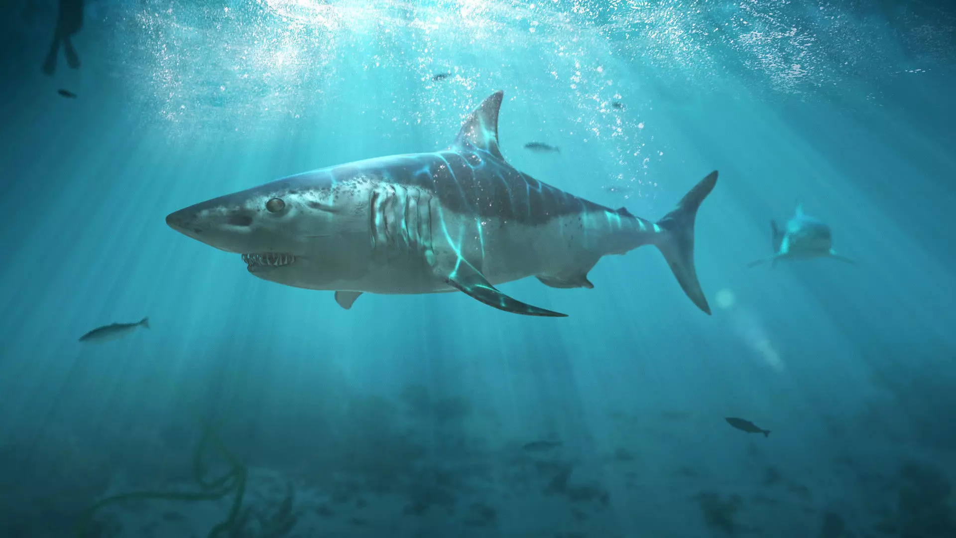 3D Model Shark Maco Low-poly 3D model