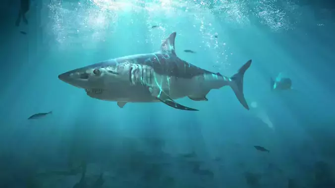 3D Model Shark Maco Low-poly 3D model