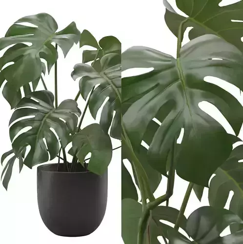 Monstera Deliciosa in Pot