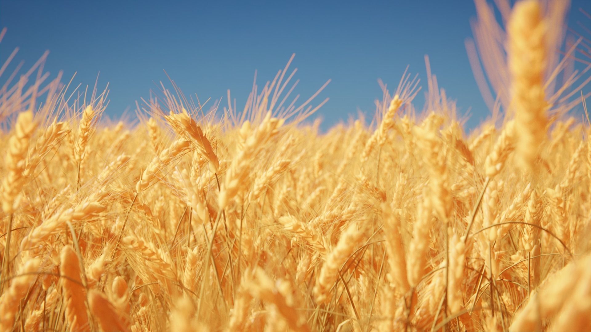 Wheat Field 3D model_2