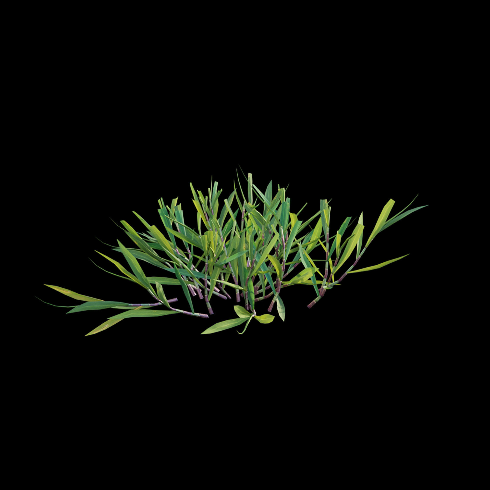 Cynodon dactylon - cut 02 3D model_2