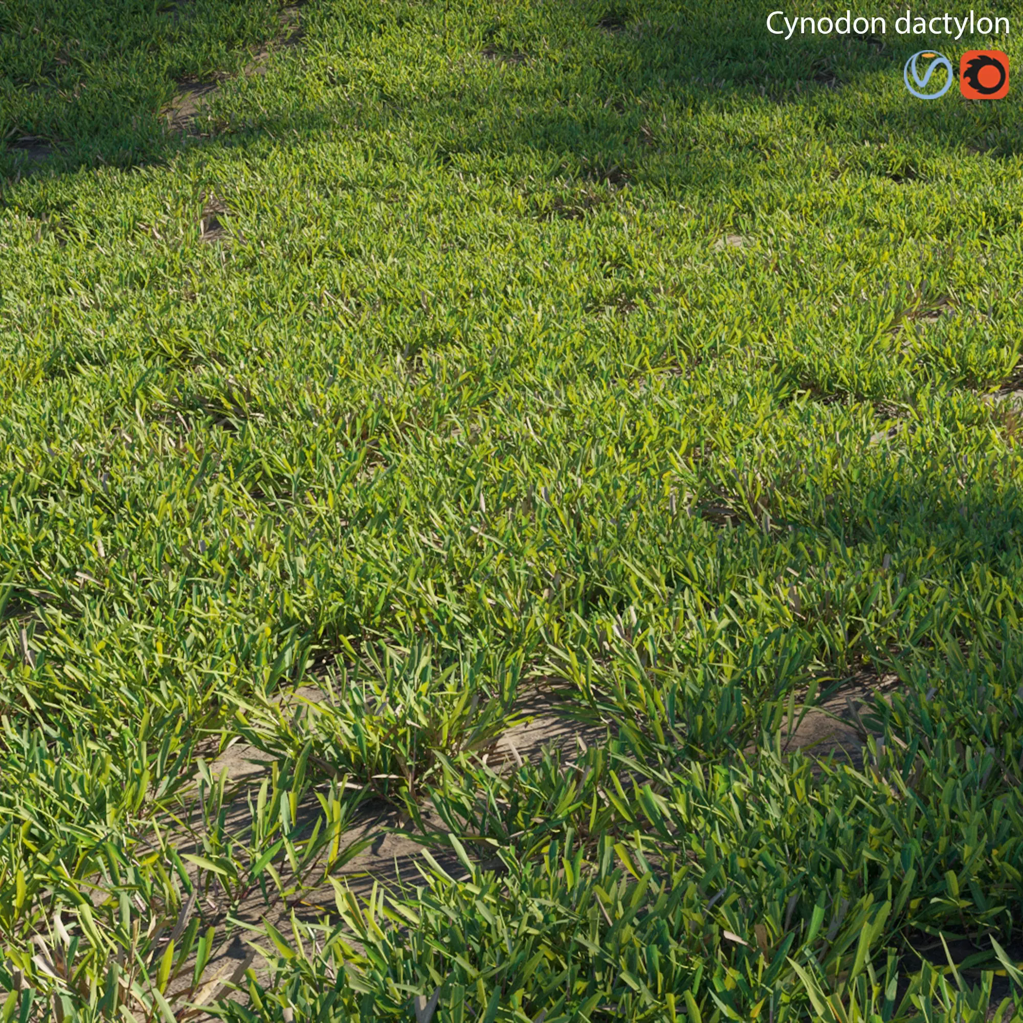 Cynodon dactylon - cut 02 3D model_0