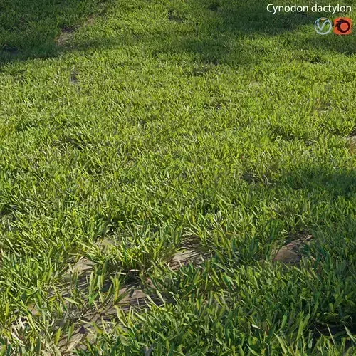 Cynodon dactylon - cut 02