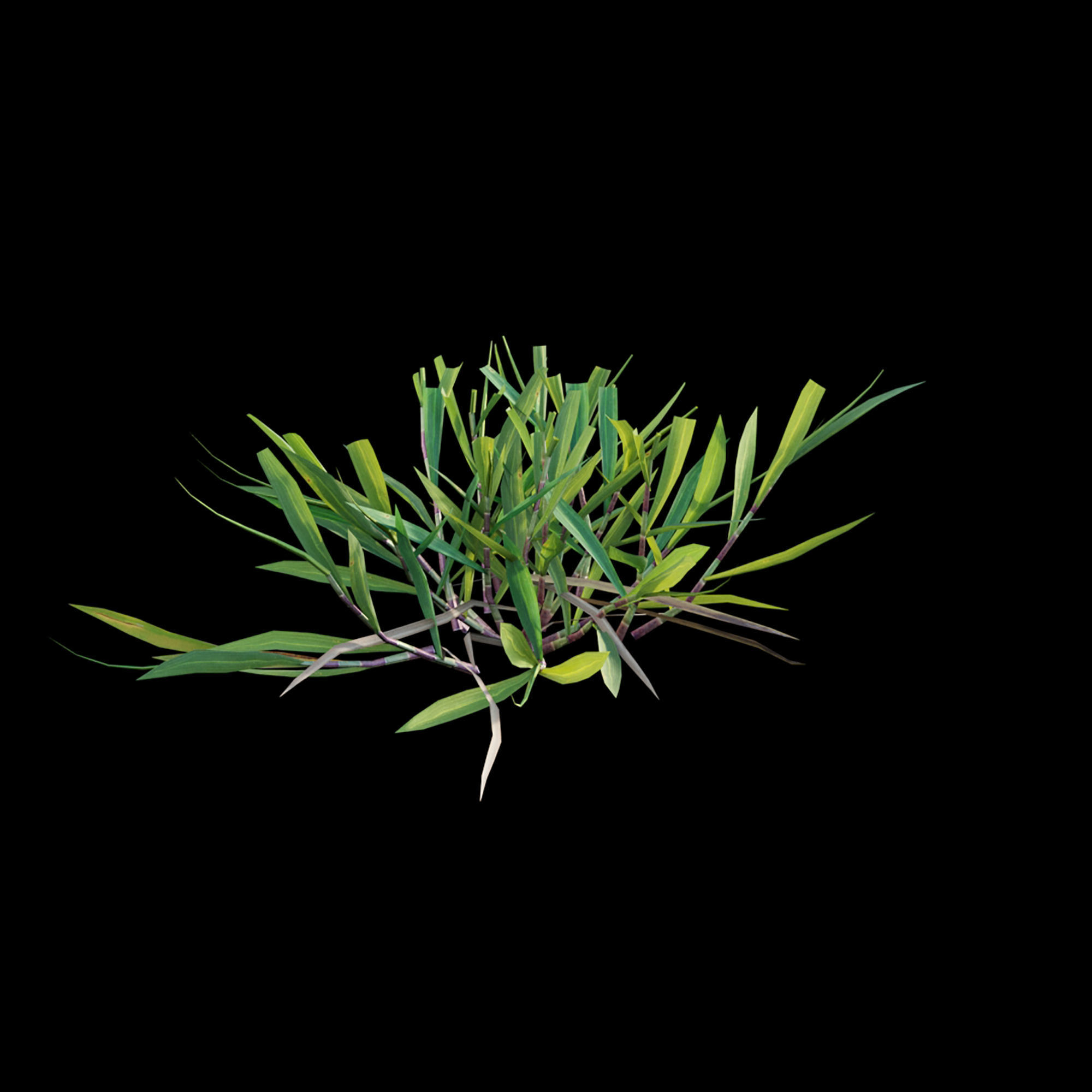 Cynodon dactylon - cut 02 3D model_5