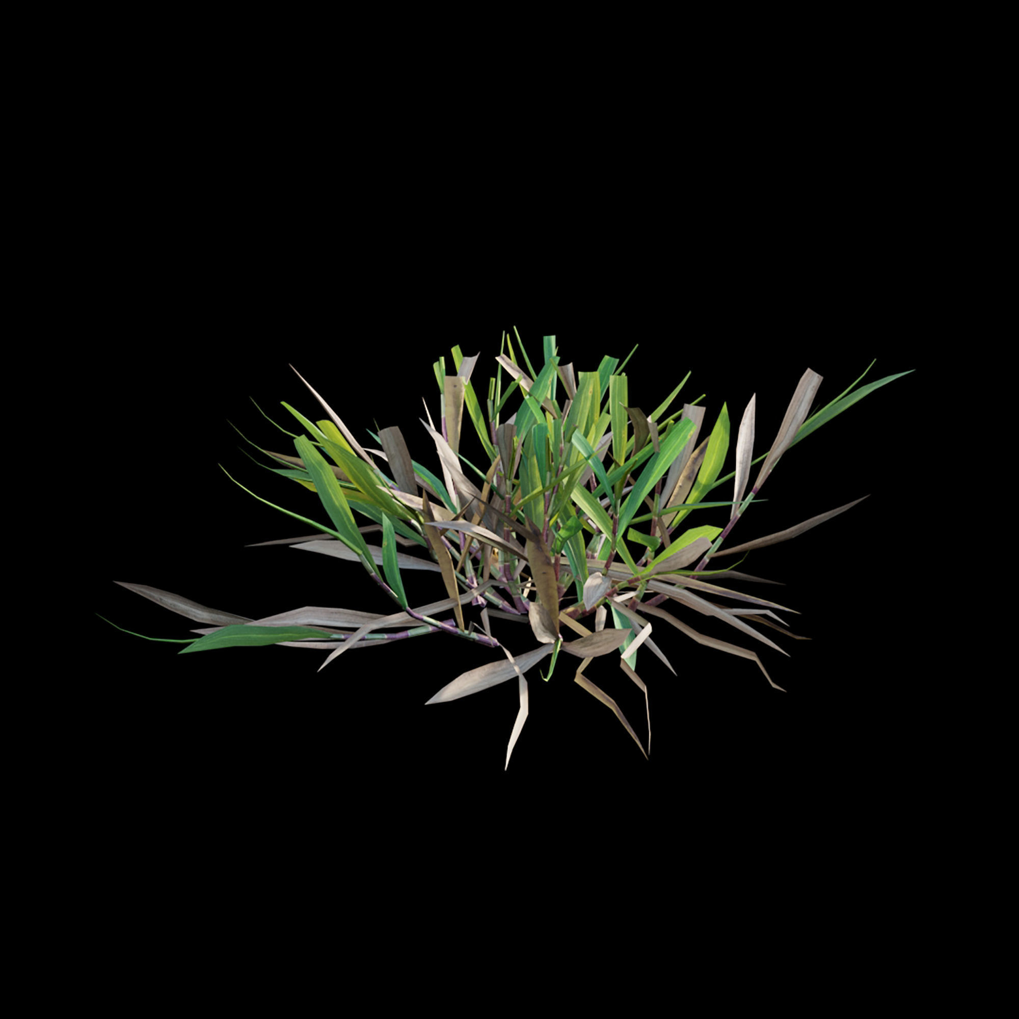 Cynodon dactylon - cut 02 3D model_6