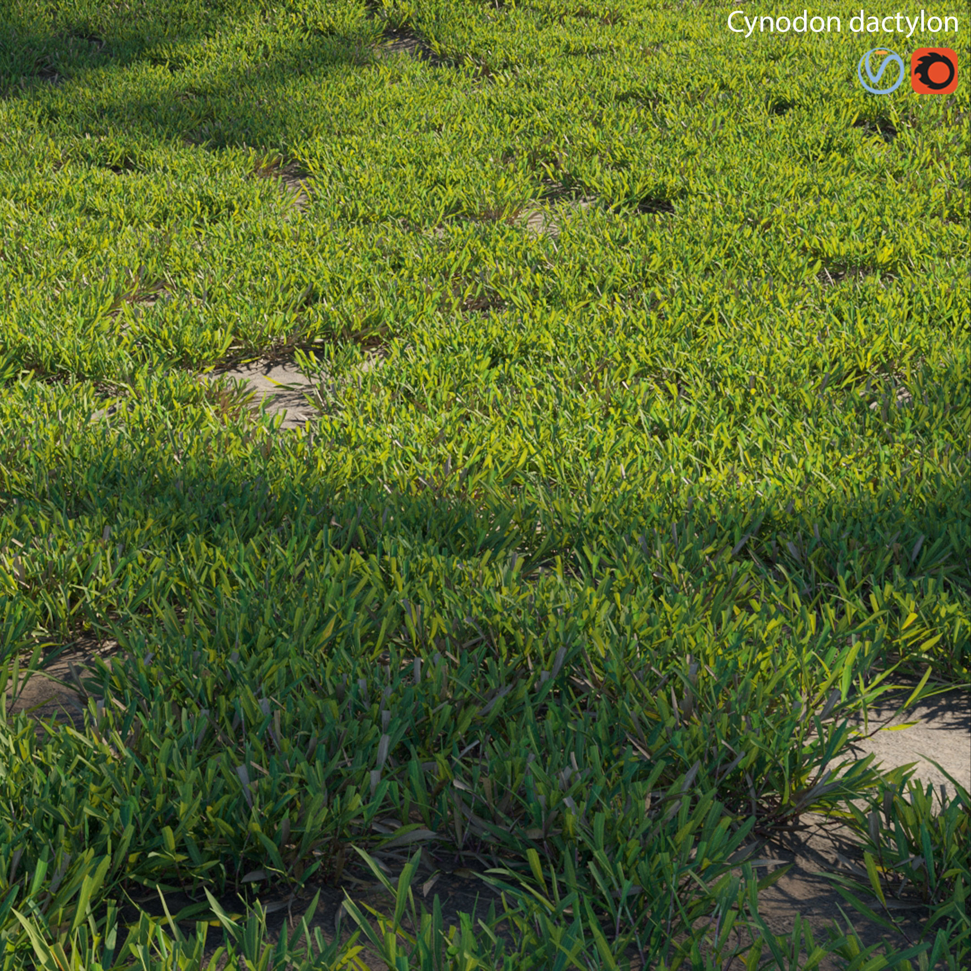Cynodon dactylon - cut 02 3D model_3