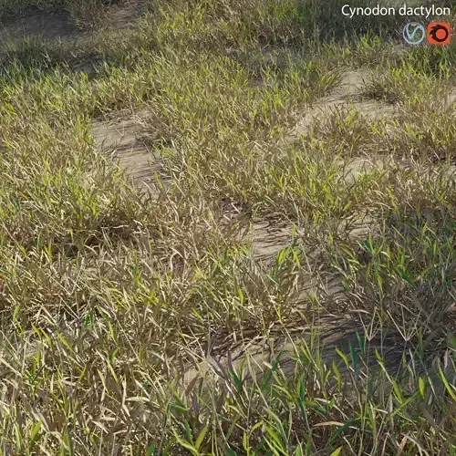 Cynodon dactylon - dry01