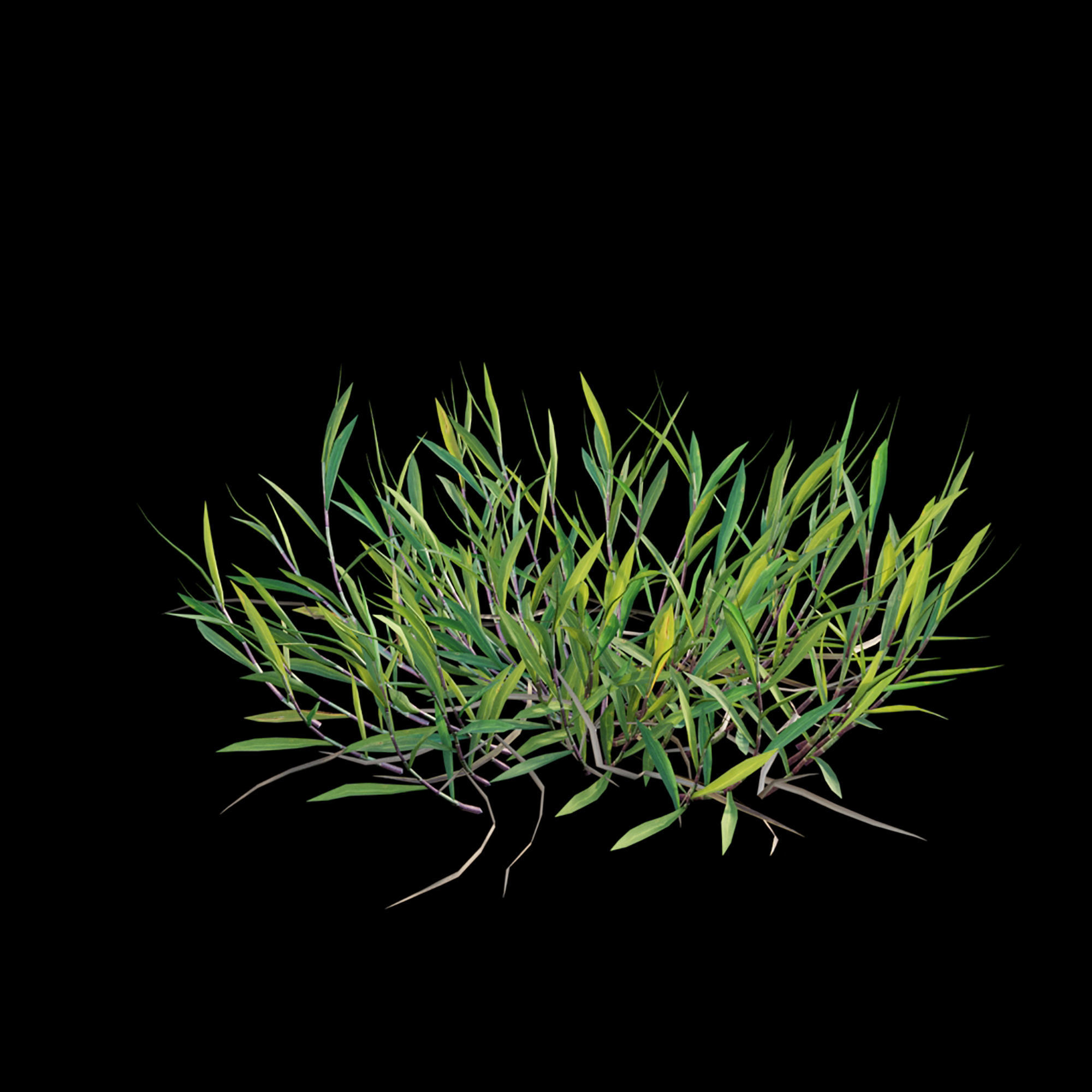 Cynodon dactylon - set 01 3D model_5