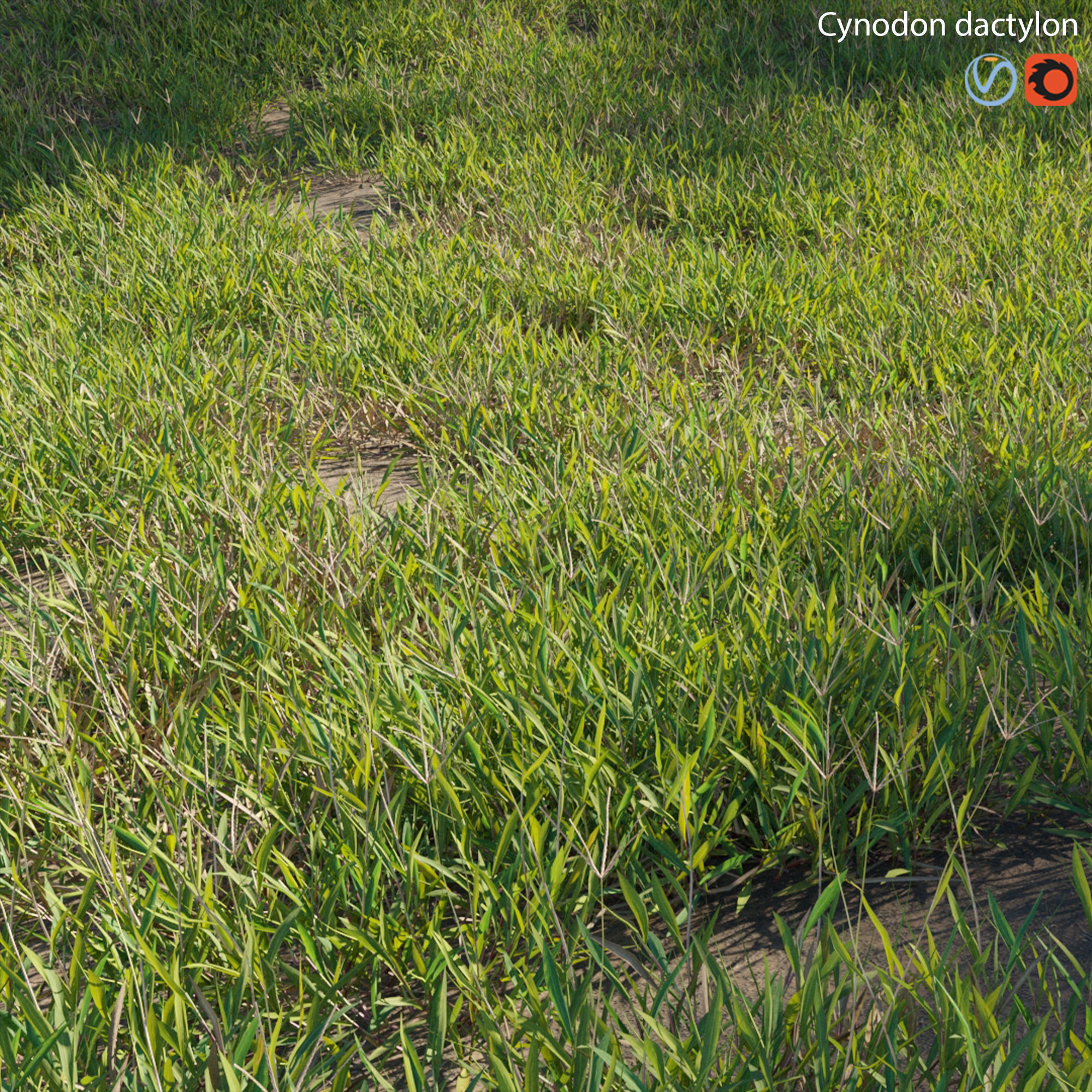 Cynodon dactylon - set 01 3D model_1