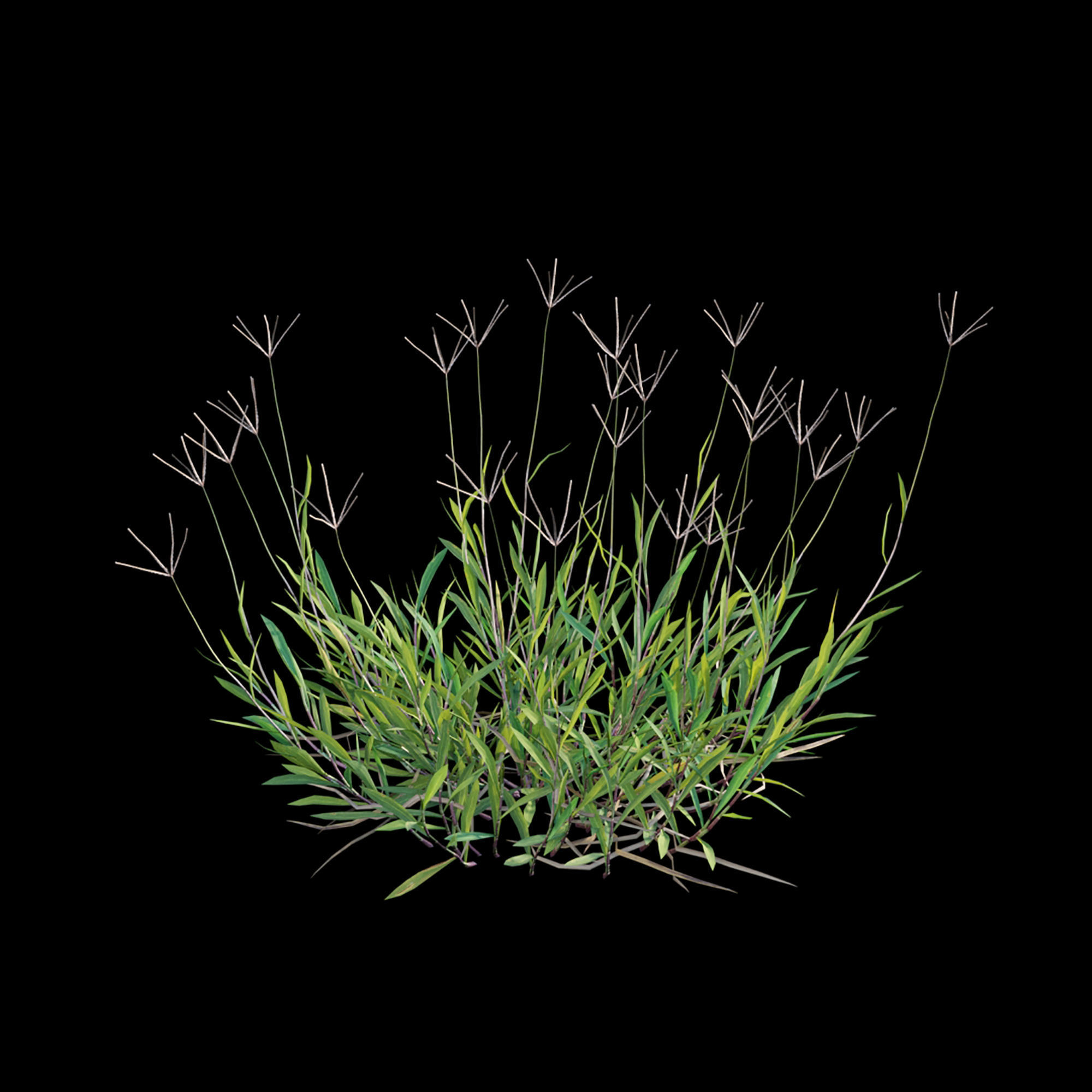 Cynodon dactylon - set 01 3D model_6