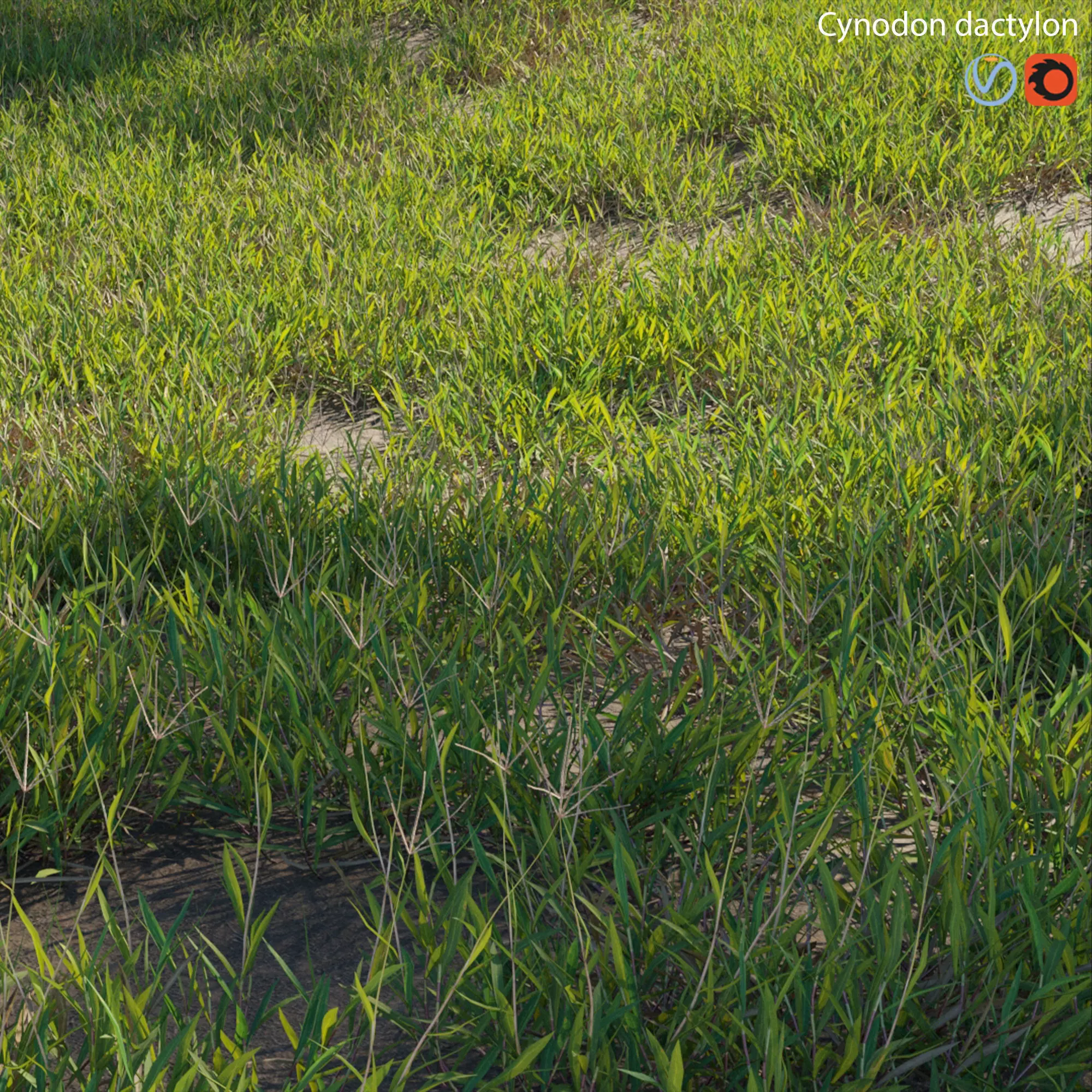 Cynodon dactylon - set 01 3D model_0
