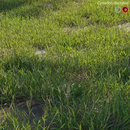 Cynodon dactylon - set 01