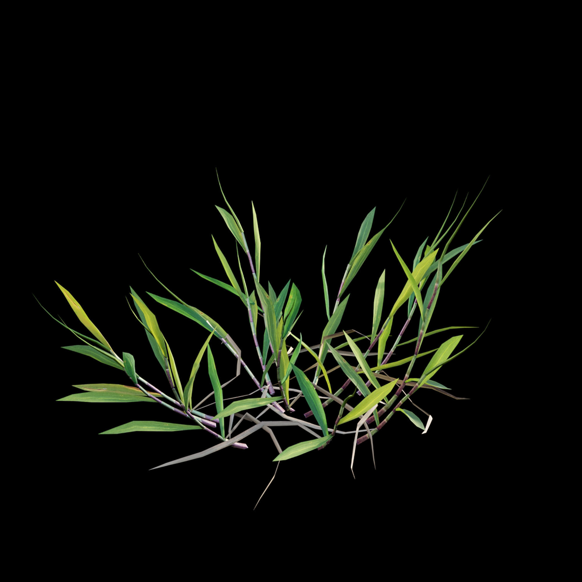 Cynodon dactylon - set 01 3D model_4