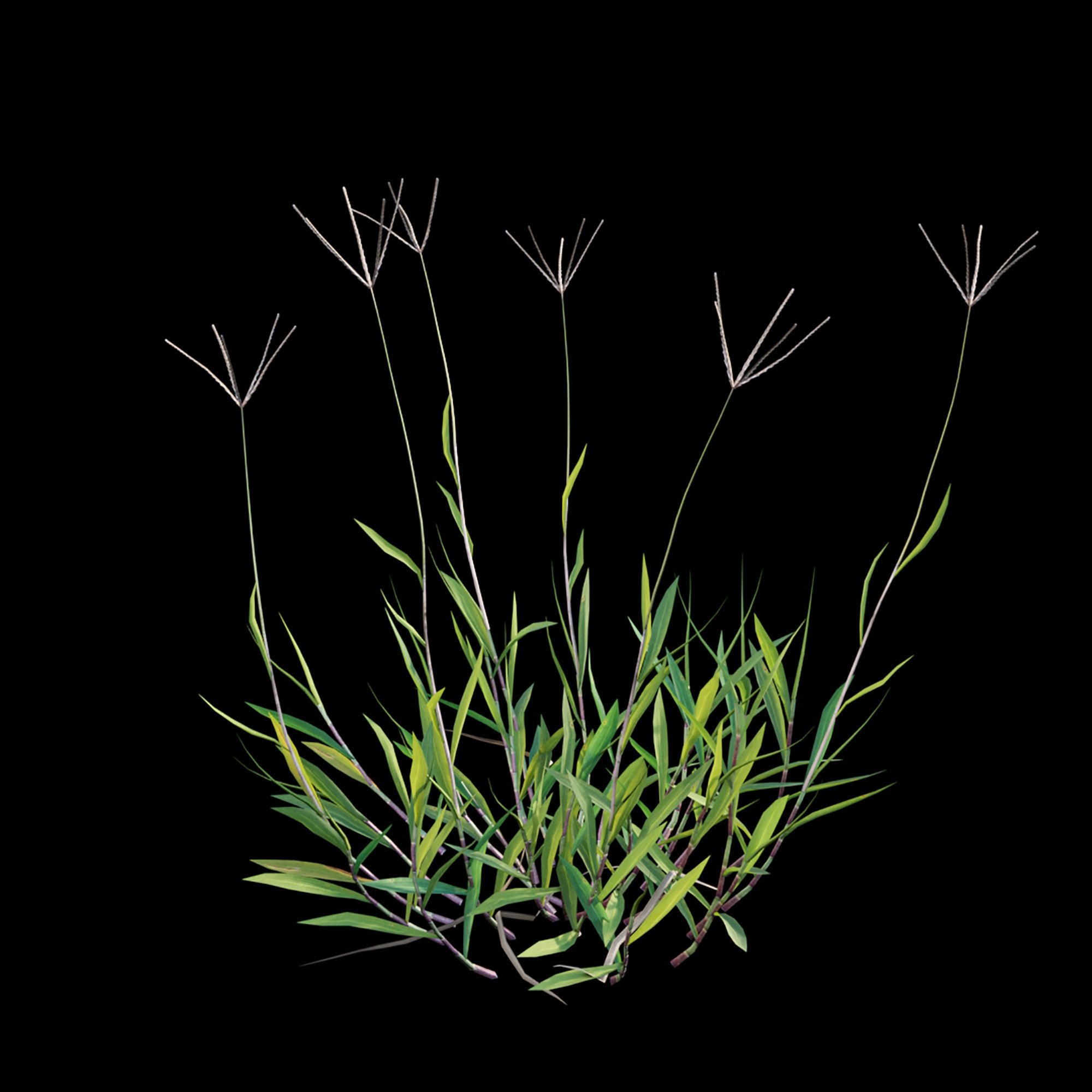 Cynodon dactylon - set 01 3D model_3