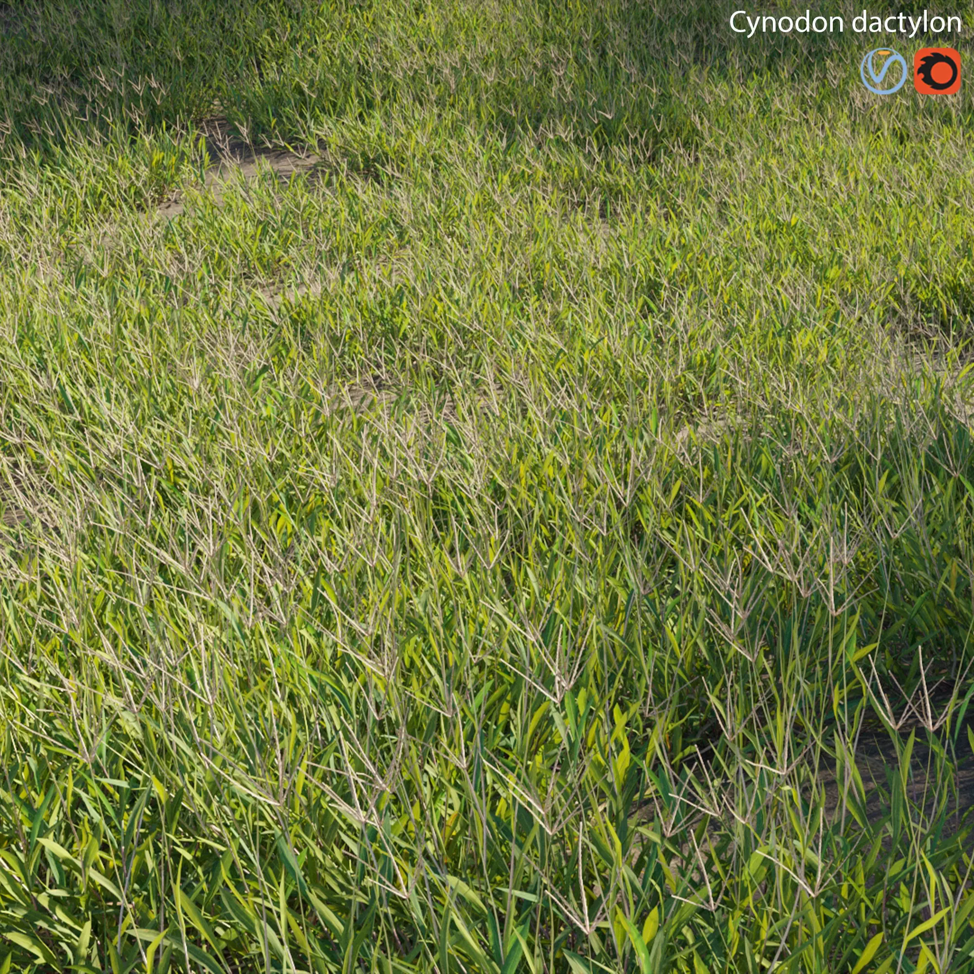 Cynodon dactylon - set 02 3D model_0