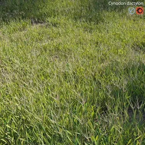 Cynodon dactylon - set 02