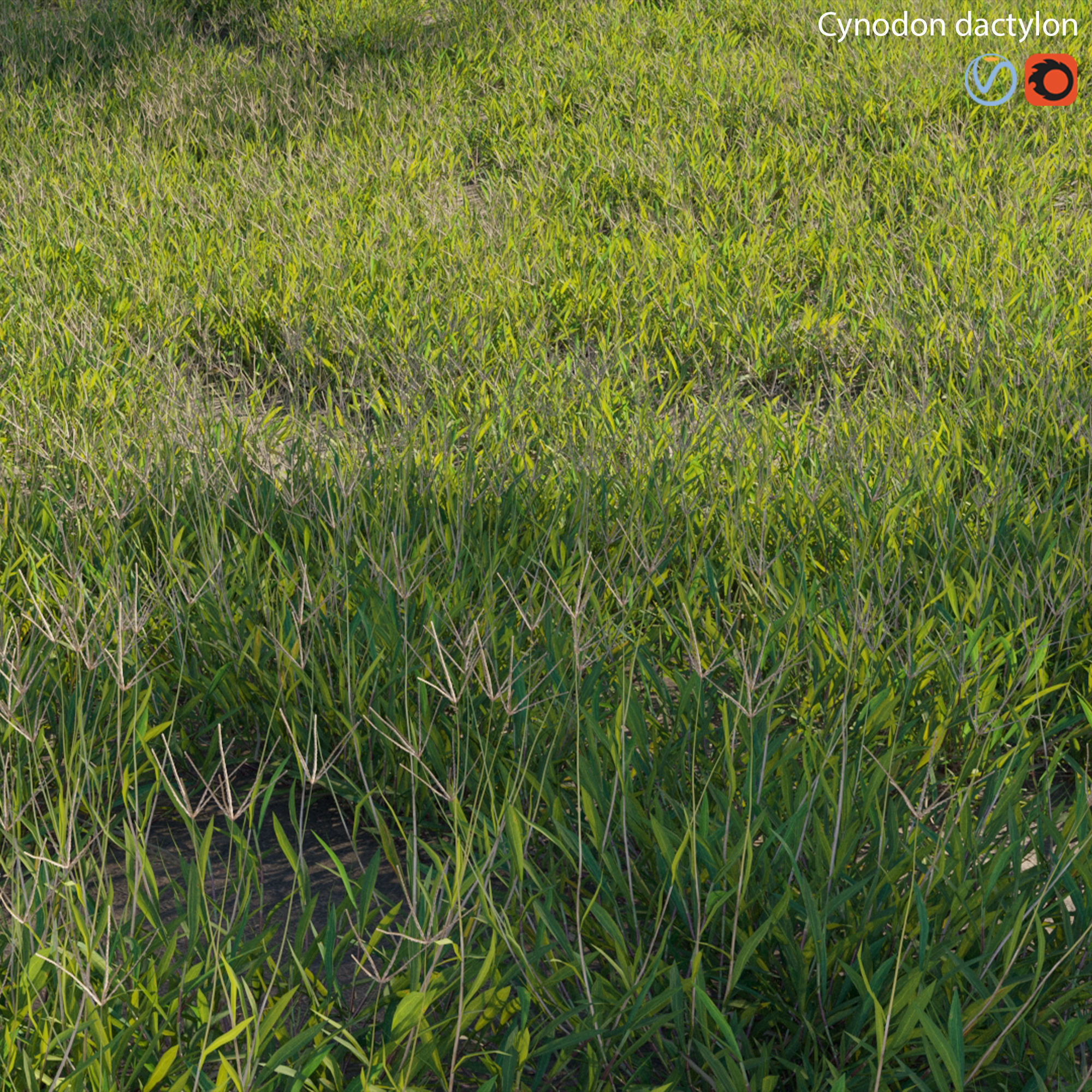 Cynodon dactylon - set 02 3D model_1