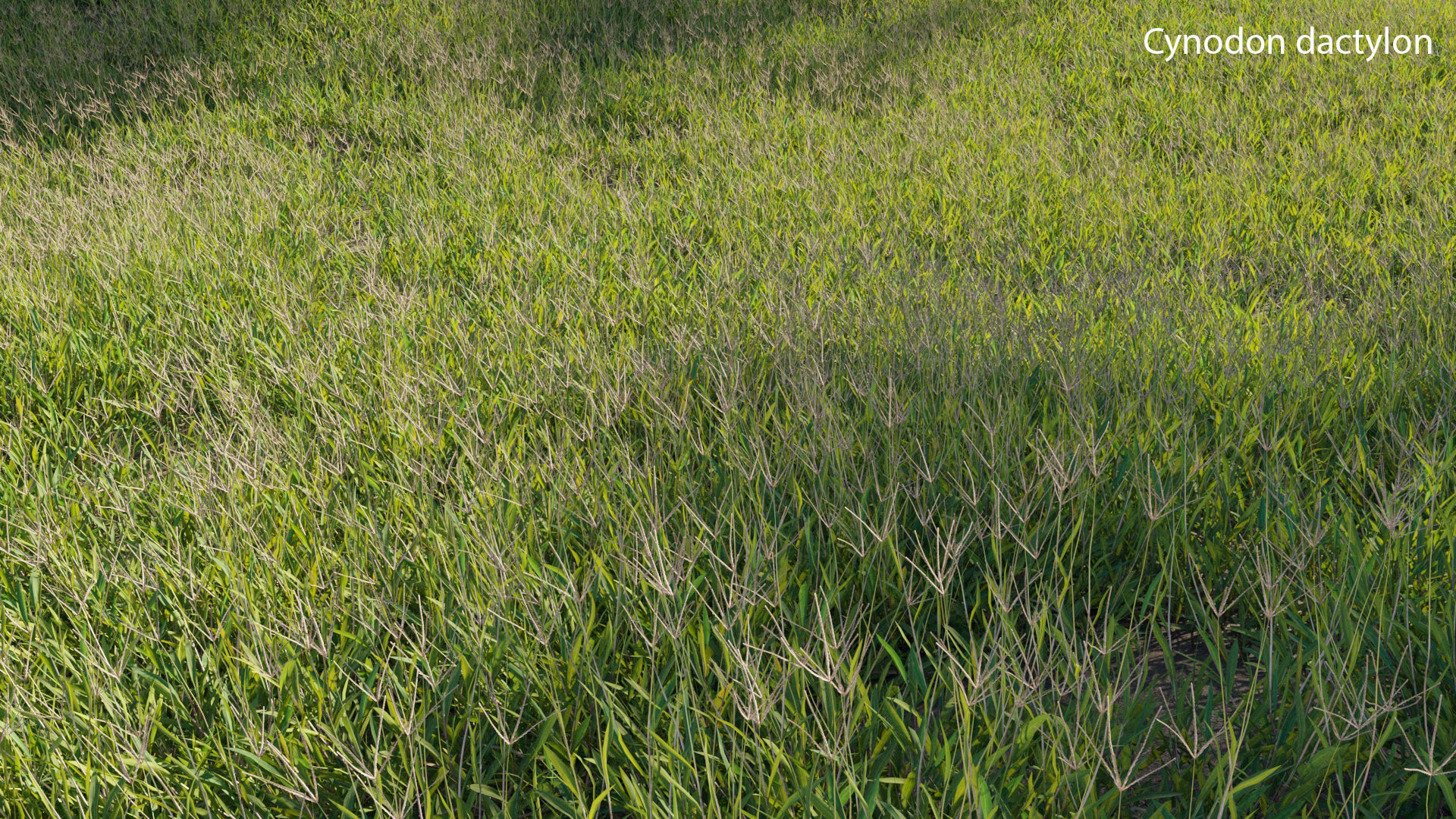 Cynodon dactylon - set 02 3D model_2