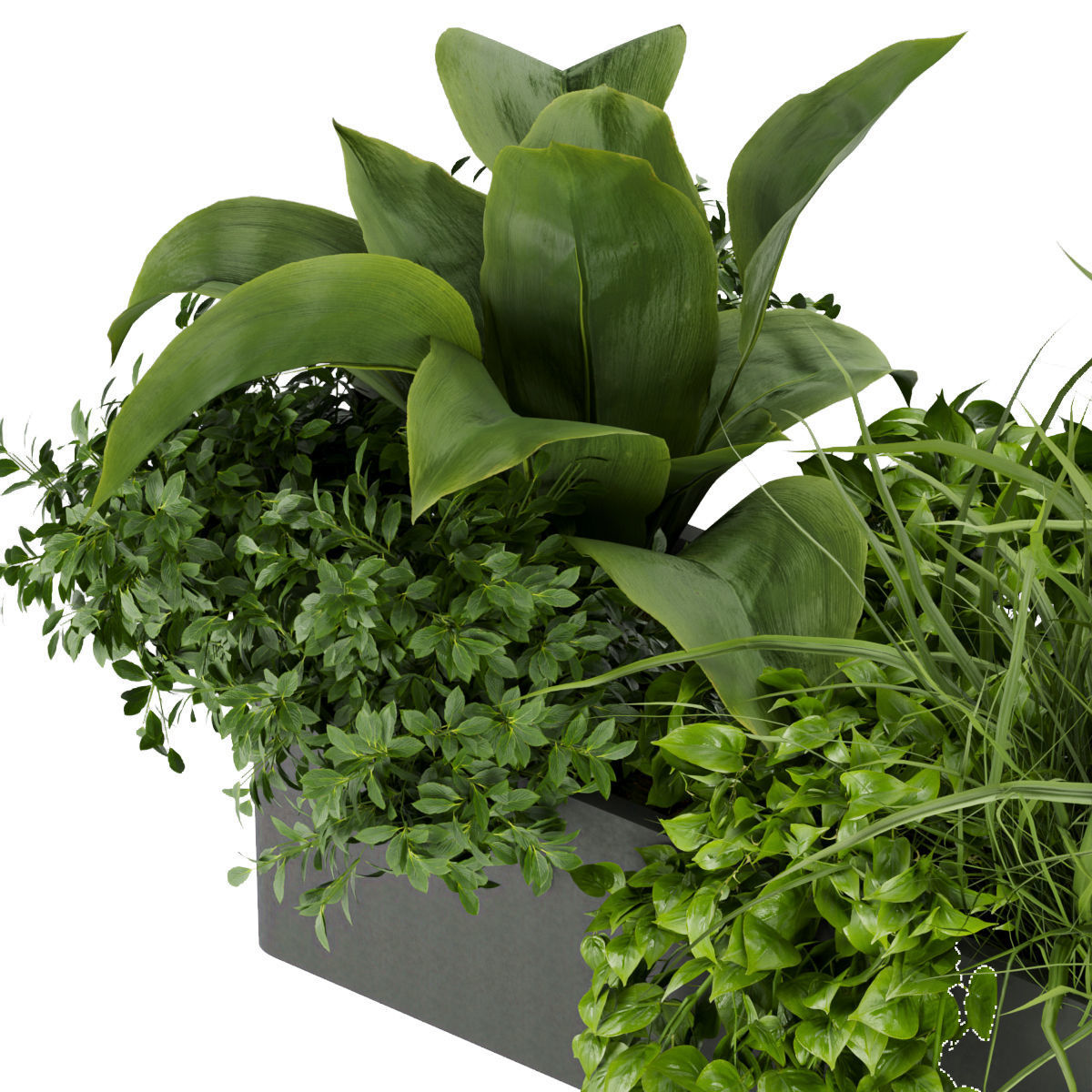 Collection plant vol 333 - indoor - leaf - monstera - banana 3D model_2