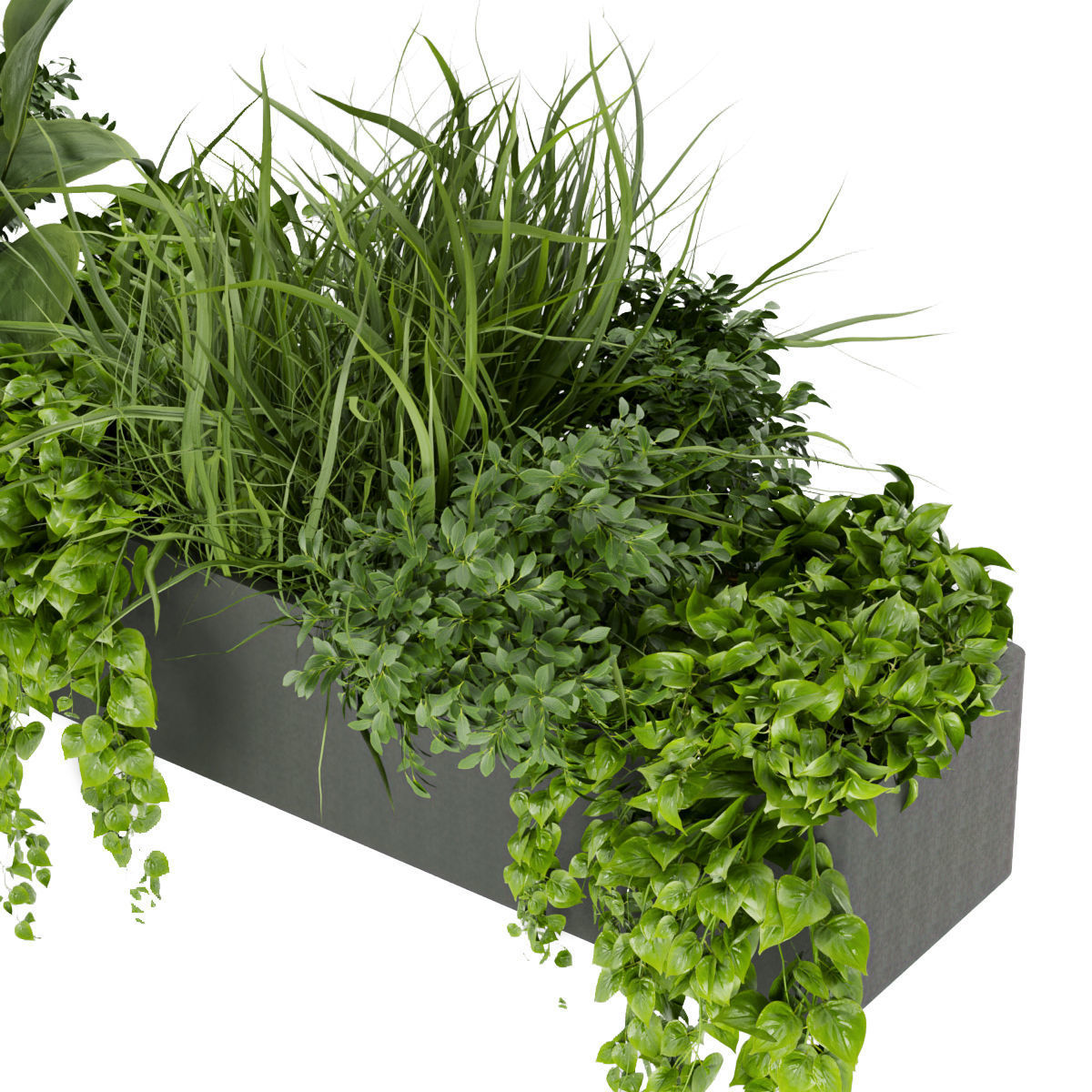 Collection plant vol 333 - indoor - leaf - monstera - banana 3D model_1