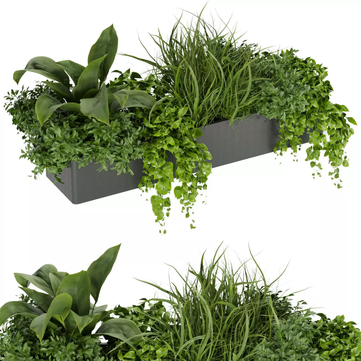 Collection plant vol 333 - indoor - leaf - monstera - banana 3D model_0