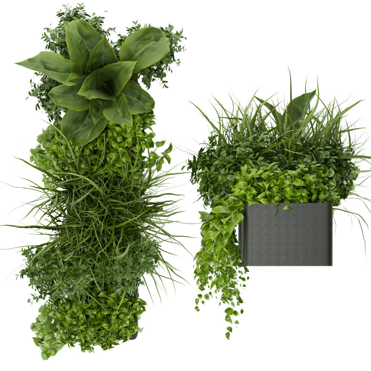 Collection plant vol 333 - indoor - leaf - monstera - banana 3D model_3