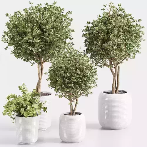 indoor plant collections 002 3D model