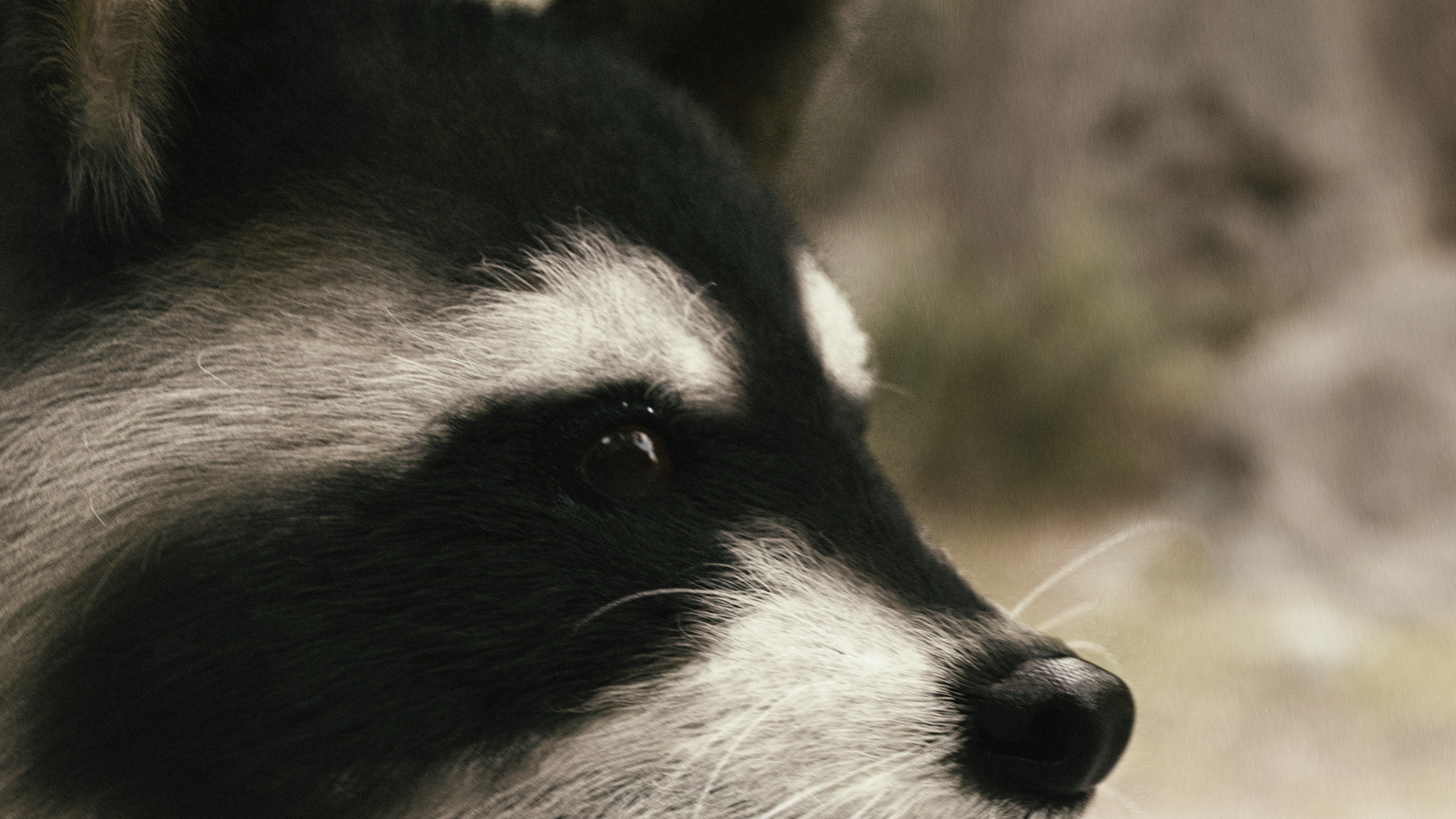 Wild Raccoon 3DS Max 3D model_8