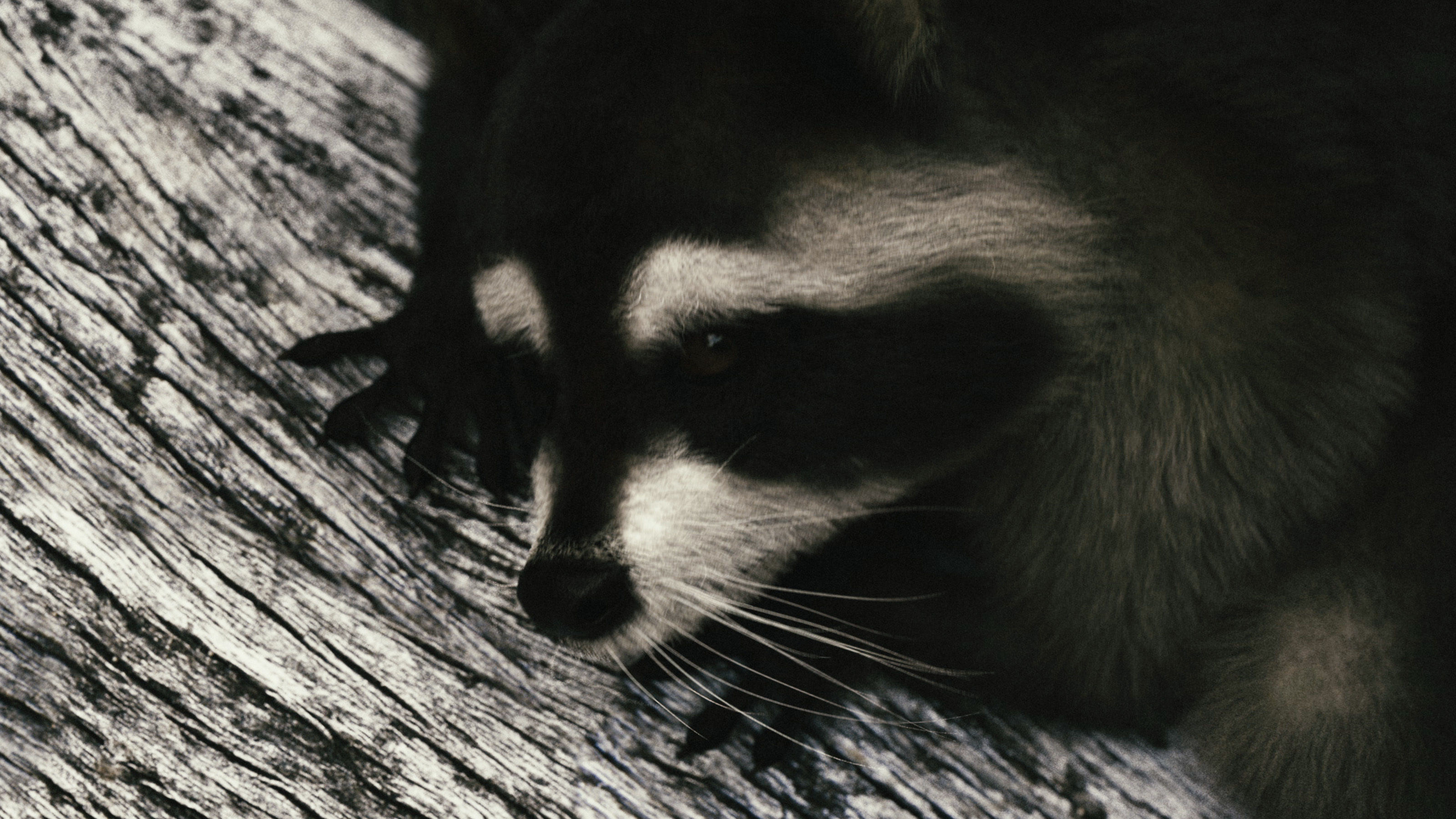 Wild Raccoon 3DS Max 3D model_9