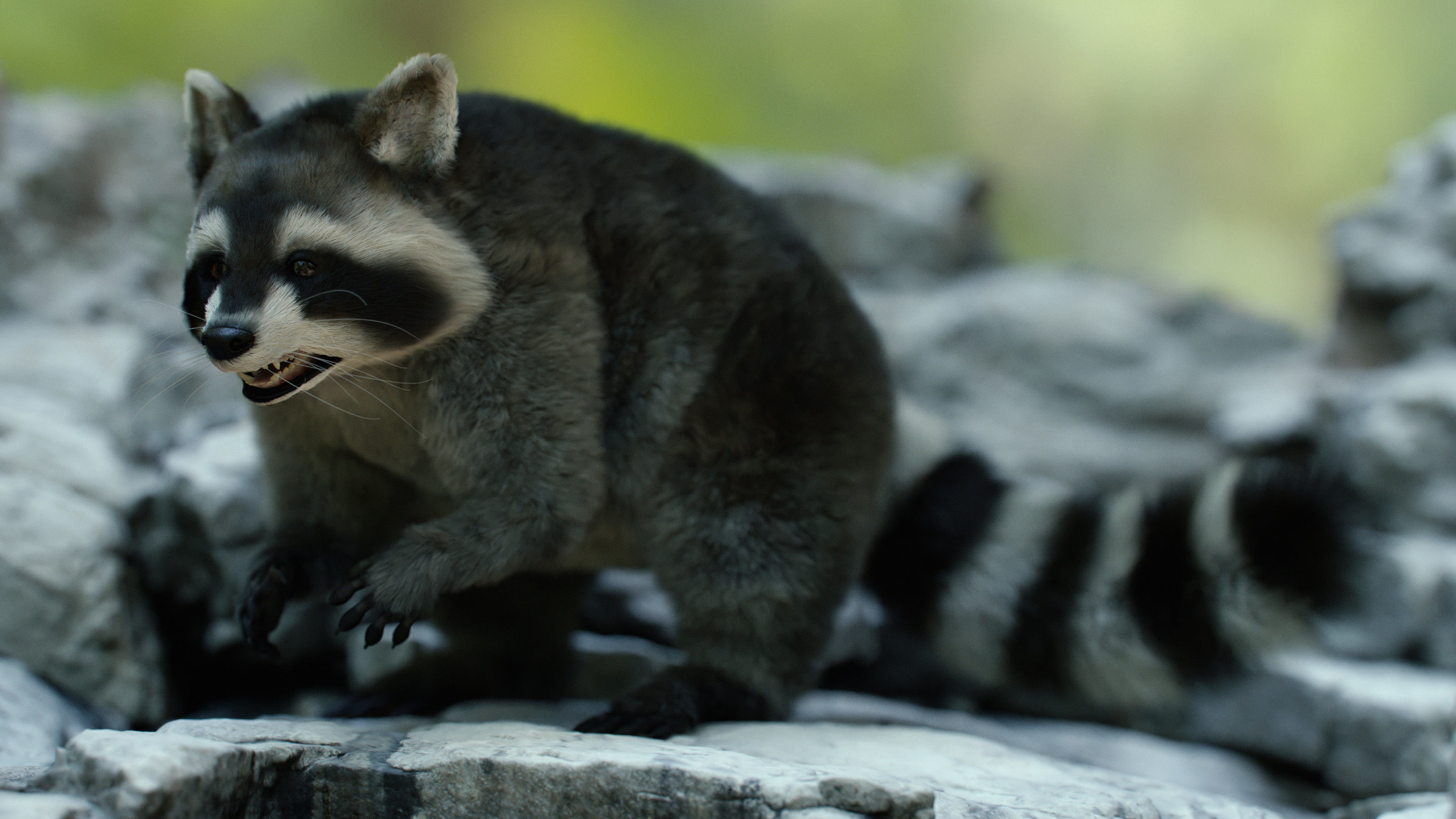 Wild Raccoon 3DS Max 3D model_5